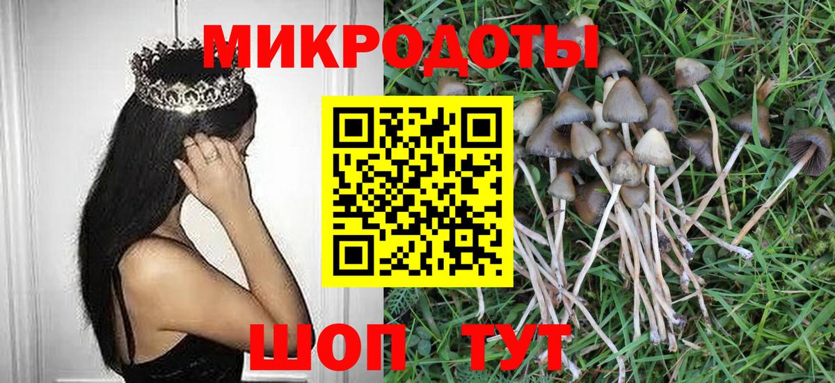 Галлюциногенные грибы Psilocybe Искитим